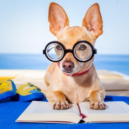 Motivate 10,000 Students to be Active Readers: 4 Levels for American Teachers, Tutors and Parents to Remediate Low Literacy at Every Age of Education